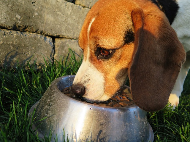 Eukanuba